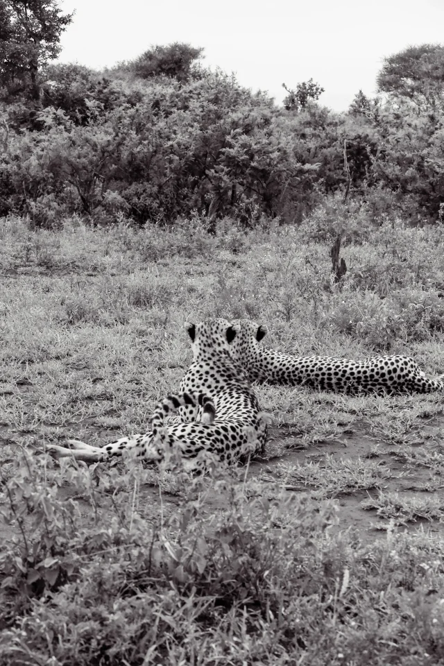 Brothers — Brotherhood in animals