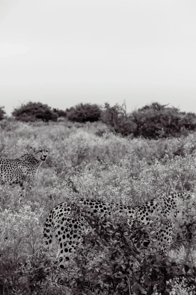 Brothers — Brotherhood in animals