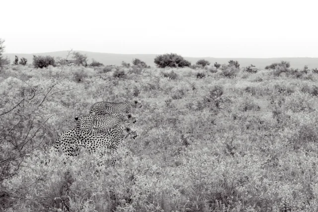 Brothers — Brotherhood in animals